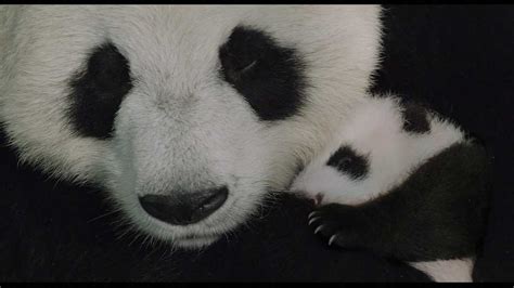 Baby Panda Rally Zoos New Arrival Boosts Tokyo Restaurant Stocks