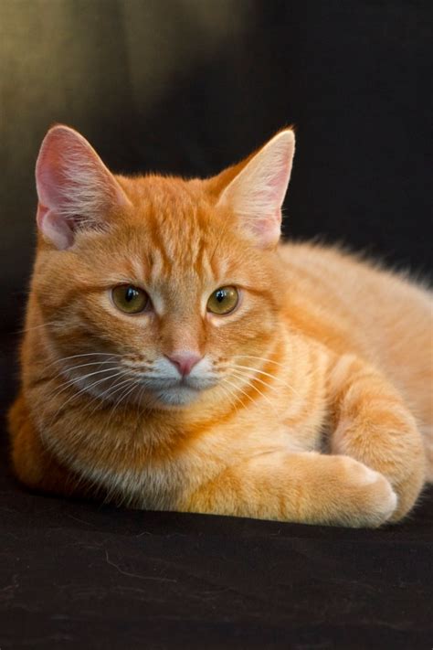 10 Short Tail Cat Breeds Around The World