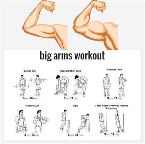 Training For Bigger Arms Off