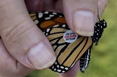 Monarch Butterflies Tagged With Stickers In Chicago Garden As They