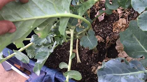 How To Grow Broccoli From Seed 16 Weeks Broccoli Head Harvest Youtube