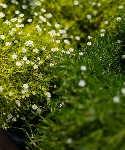 Beautiful Moss With Cute White Flowers Shop Online Or In Store In
