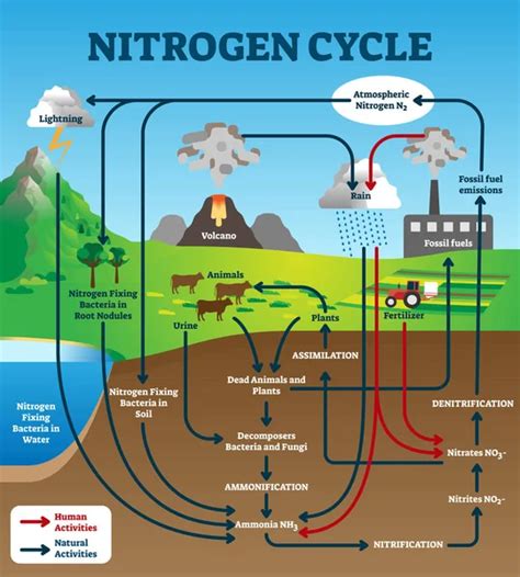 Diagrama Del Ciclo Del Nitrogeno