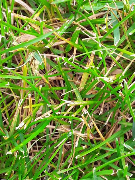 Why Is Grass Turning Brown Page 2 Lawn Care Forum