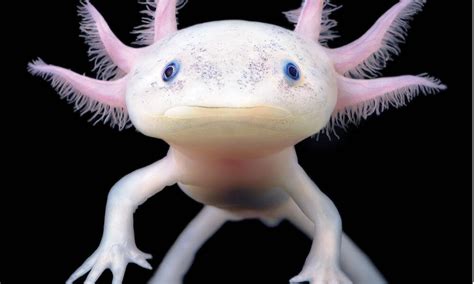 Axolotl Mexicano Desc Brelo Todo Acerca Del Ajolote
