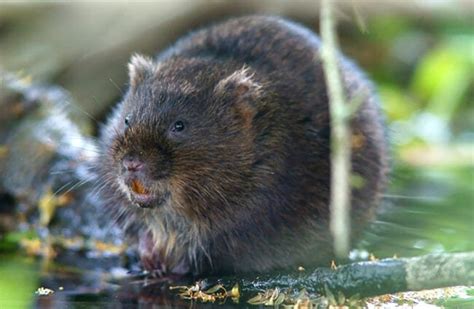More images for how to get rid of voles from your garden » 10 Best Tips to Get Rid of Moles and Voles in Yard or Garden