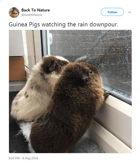 This Twitter Account Is All About Animal Tweets That Will Fill Your