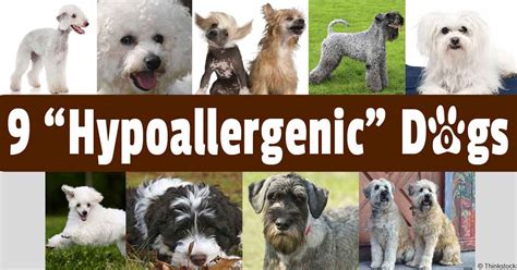 Hypoallergenic Dog Breeds For People With Allergies