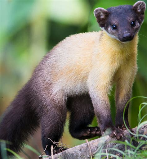 Yellow Throated Marten Zoo Tycoon Movie Wikia Fandom