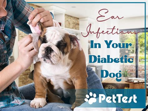 Ear Infections In Your Diabetic Dog Pettest By Advocate