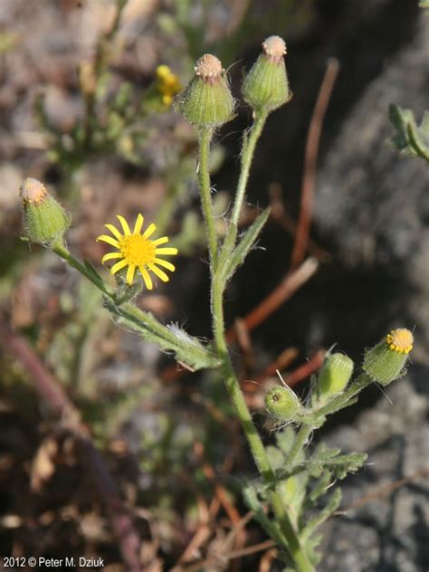 Each trap is 4 x 7 and unfolds to 4 x 14. Senecio viscosus (Sticky Ragwort): Minnesota Wildflowers