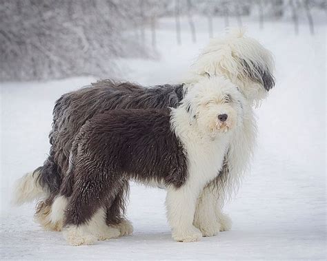 Cats Dogs Breeds Bobtail Breed Of Dog Old English Sheepdog