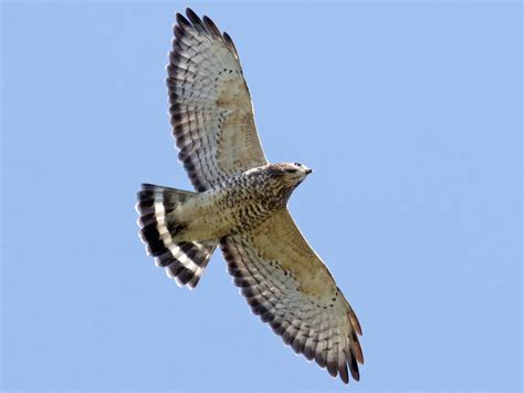Broad Winged Hawk Ebird