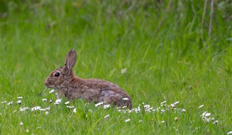 Can Pet Rabbits Survive Wild? - Rabbit Life Hack