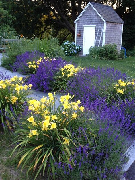 Stunning Yellow And Purple Flower At The Backyard So Gorgeous
