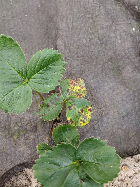 The pot grown strawberry plants for sale have been specially selected to produce the best fruits, which are easy to cultivate whatever the time of year. Can someone identify my strawberry problem? No bugs ...
