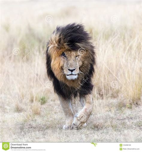 This is lion masai mara by james lidster on vimeo, the home for high quality videos and the people who love them. Scar The Lion In The Grassland Of The Masai Mara Stock ...