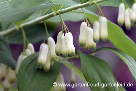 The oberdieck garten is located along weihenstephaner fußweg and is a very nice place to include during trips to the world famous brewery. Polygonatum - Salomonssiegel, Weißwurz • Gärtnern mit Stauden