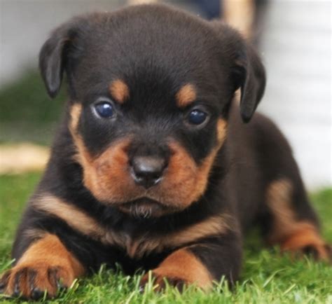 If properly socialized, a rottweiler makes a good playmate for children and gets along well with cats. Dora Rottweiler Puppy 634596 | PuppySpot