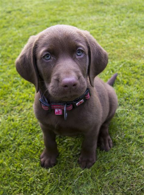 Shar pei lab mix puppies. Labmaraner (Weimaraner-Labrador Retriever Mix) Info and ...