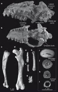 Learn the anatomy of the humerus bone with this simple lesson, complete with pictures and video tutorial. Osteology of Indohyus and cross-sections of long bones of ...