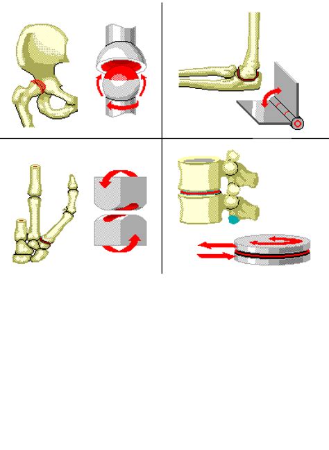 Depending on placement of bones in the arm and other structures, you can divide the human arm into two major parts. Types of Joints