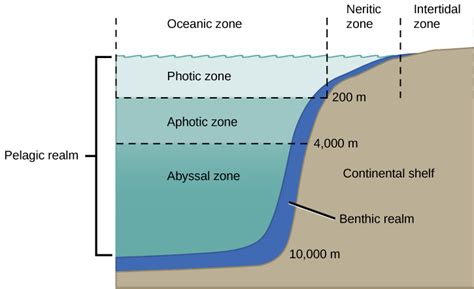 Ocean Zones Diagram Quizlet