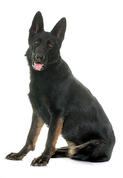Black Police German Shepherd Ph