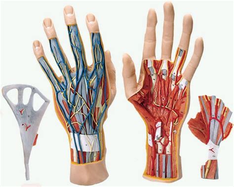 Anatomy 200 2nd spotter bible. Human Hand Models | Hand model, Human hand, Human anatomy