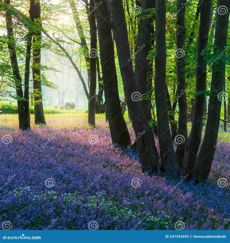 Beautiful Majestic Spring Bluebells Forest Sunrise In English