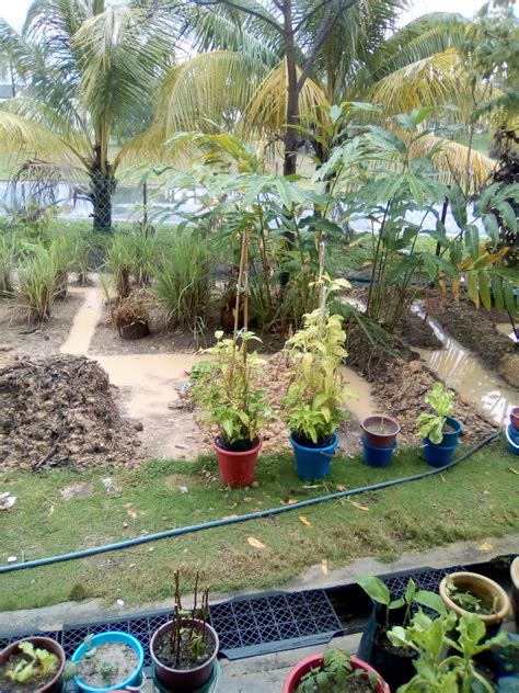 Dengan mengupayakan kebun sayur secara organik, sayuran yang dihasilkan dari kebun menjadi sumber gizi yang sehat. Jom Tanam Sayur ( JTS ) : Kebun Tepi Rumah Hari IniJom ...