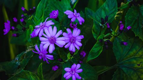 Download Wallpaper 3840x2160 Flowers Leaves Petals Purple Green
