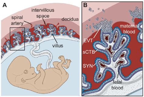 Human Placental Structure A Structure And Orientation Of Fetus And