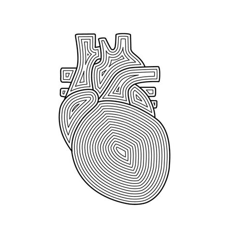 3 D Anatomía Cardíaca Humana Con Visión Cruzada Y Sin Corte Corazón