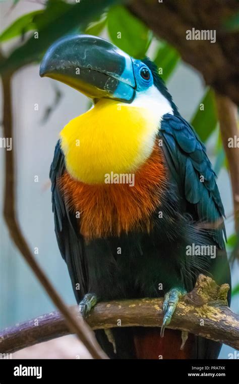 Tucán Toco Ramphastos Toco También Conocido Como El Tucán Común