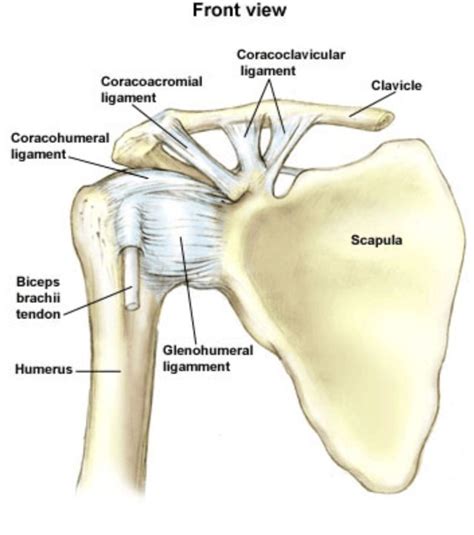 Anterior ligaments of the shoulder girdle | 'Cause I'm a ...