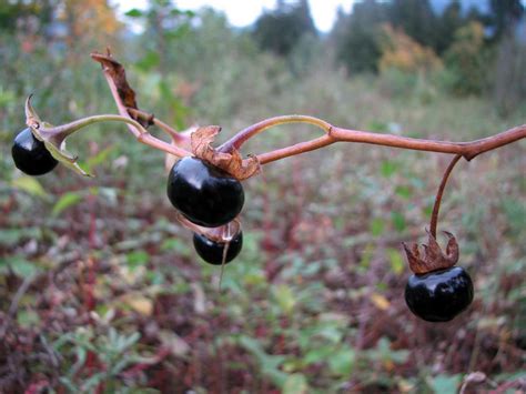 Die tollkirsche ist zur giftpflanze des jahres 2020 ernannt worden. Tollkirsche, Atropa belladonna