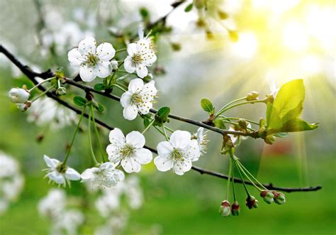 The flowering trees listed below have been selected based on their beauty, hardiness and overall ability to perform well in zone 8. Zone 7 Ornamental Trees - Choosing Ornamental Trees For ...