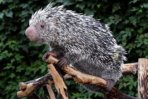 Prehensile Tailed Porcupine The Maryland Zoo