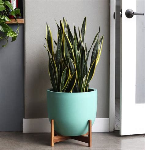 XL Gobi Mid Century Modern Planter Plant Pot Shorty Plant | Etsy | Mid