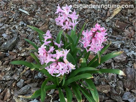One vole isn't a problem — but they the garlic odor seems to mask the appealing smell of the tulip bulbs, and the hot pepper flakes and. 4 Reasons to #Grow #Pink #Hyacinth #Flowers! #pinkflowers ...