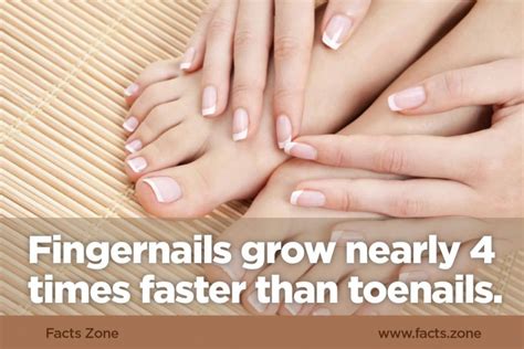 Fingernails Grow Nearly 4 Times Faster Than • Facts Zone