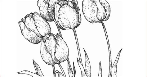 Contoh Gambar Bunga Tulip Gudang Materi Online