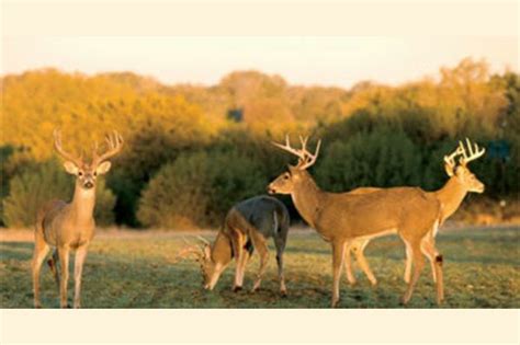 Deer Hunting Quiz Do You Know How To Use The Pre Rut Advantages