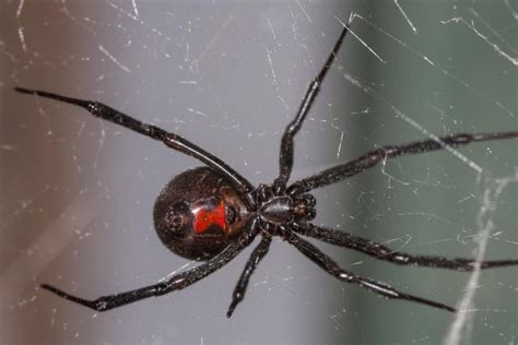 Black Widow Populations Drop As Spider Falls Prey To Brown Widows