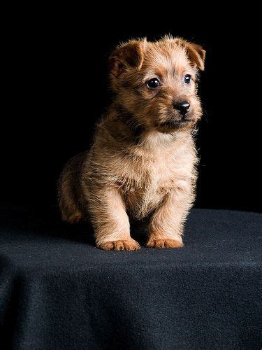 If you're interested in a puppy from big tex australian labradoodles, please apply. Australian Terrier Pups