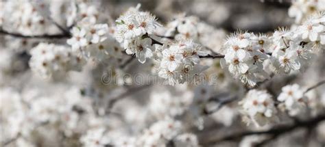 Cherry Blossoms In Spring Beautiful White Flowers Stock Image Image