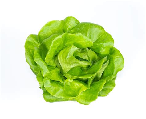 Butterhead Lettuce Vegetable On White Background Stock Image Image Of