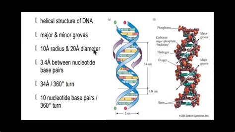 Check spelling or type a new query. 12 Biology CH 06 Structure Of Nucleic Acid Part 02 - YouTube