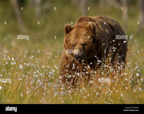 Adult Brown Bear Hi Res Stock Photography And Images Alamy